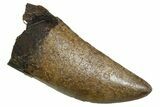 Fossil T-Rex Tooth - Beautiful Enamel & Sharp Serrations #380870-1